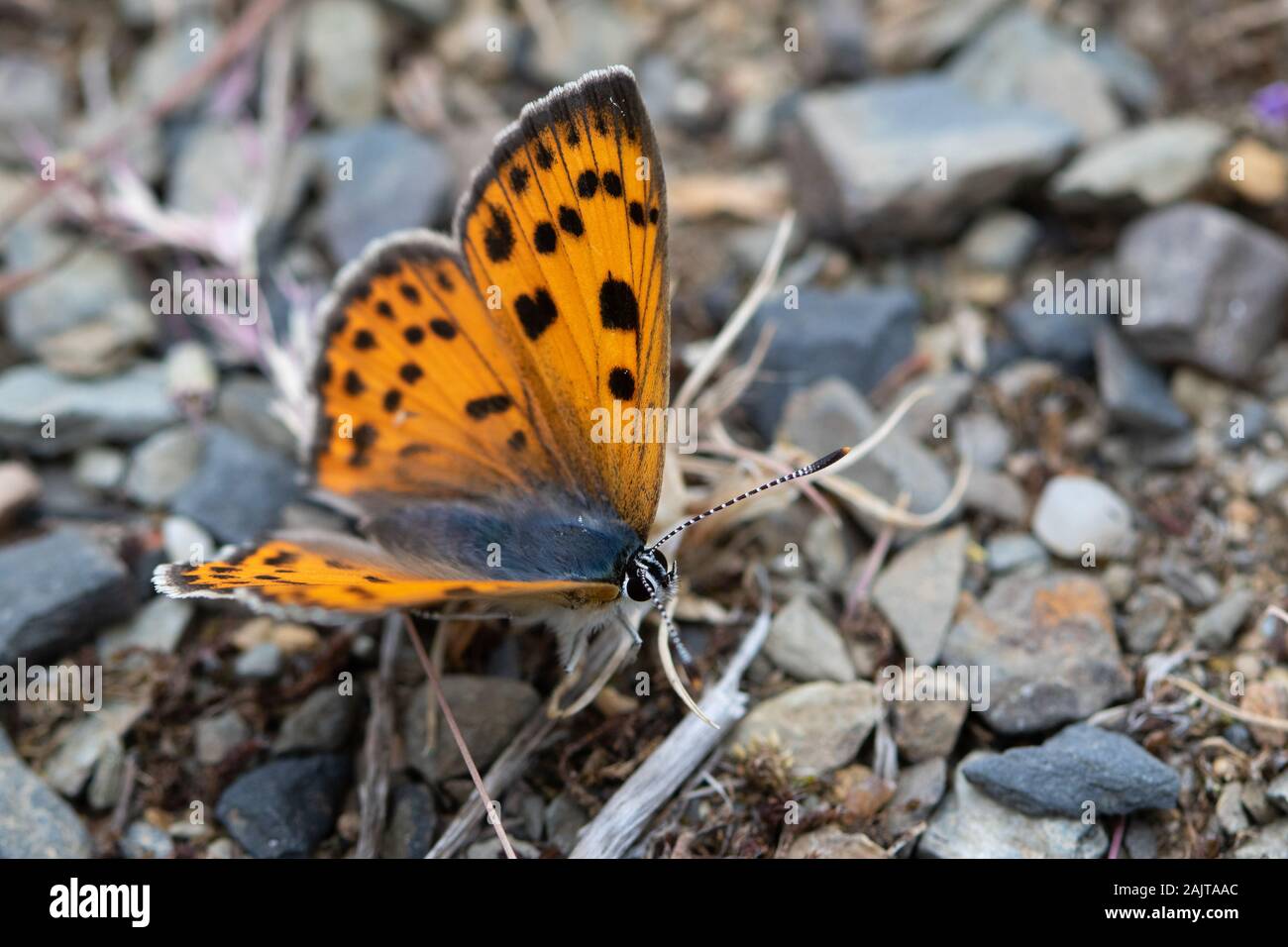 Purple-shot Copper (Lycaena alciphron) butterfly basking on a gravel path Stock Photo
