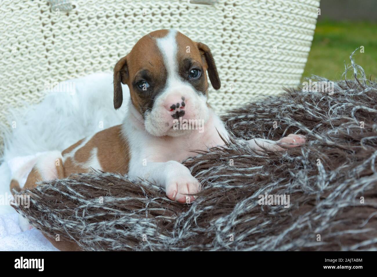 White-brown boxer puppy dog, lying on the pillow Stock Photo