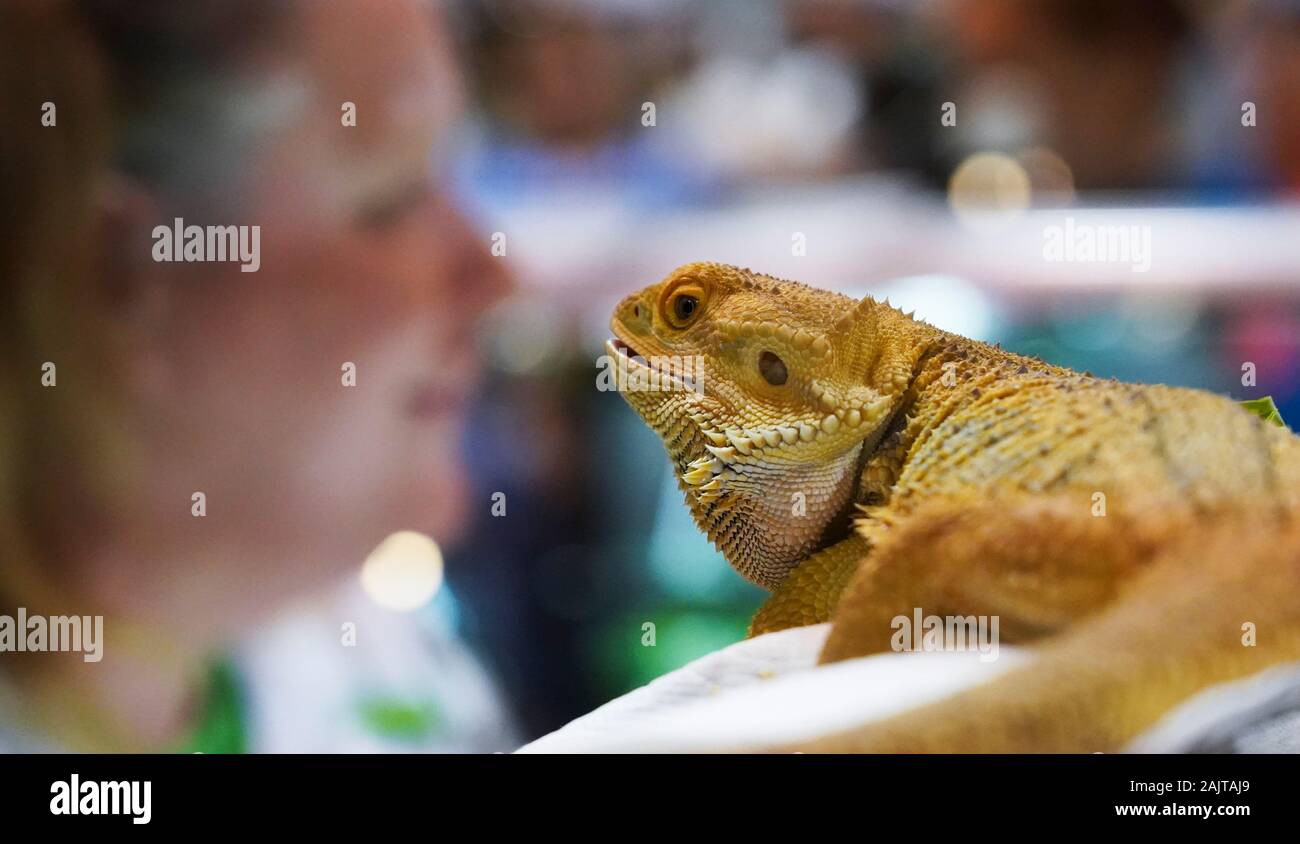 Anaheim, USA. 5th Jan, 2020. A lizard is shown at the Reptile Super ...