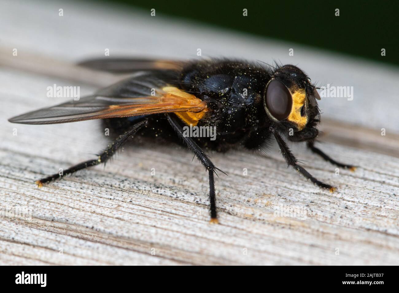 Noonday Fly (Mesembrina meridiana) resting on a wooden bridge Stock Photo