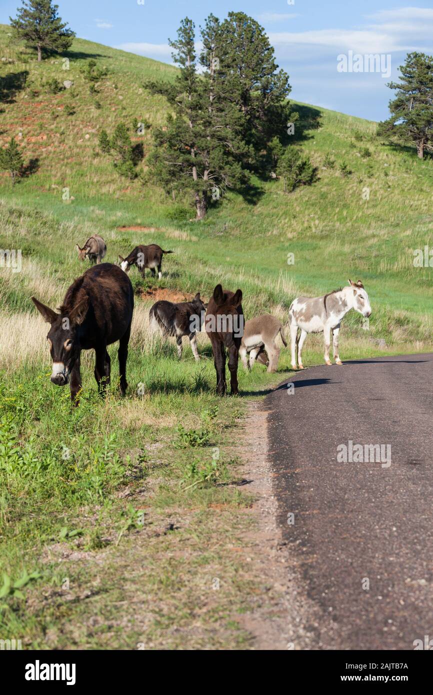 Feral Donkeys High Resolution Stock Photography and Images - Alamy
