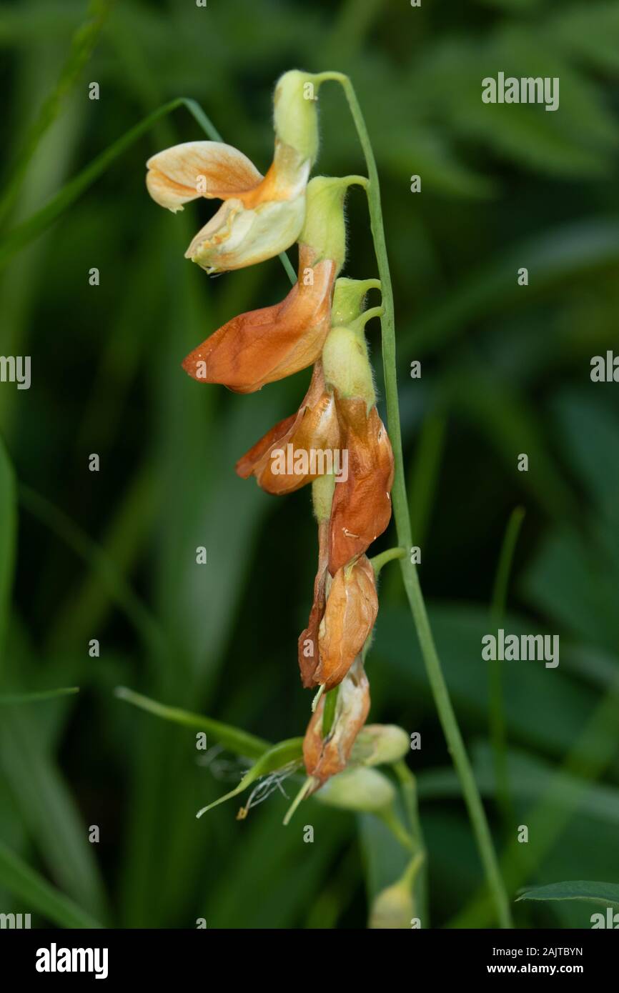 Lathyrus occidentalis (Fabaceae) flower Stock Photo