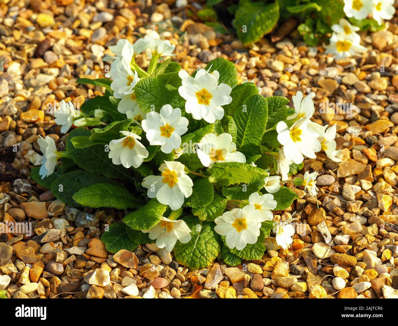 Primula plant with white flowers and green leaves flowering in a garden in a gravel bed Stock Photo