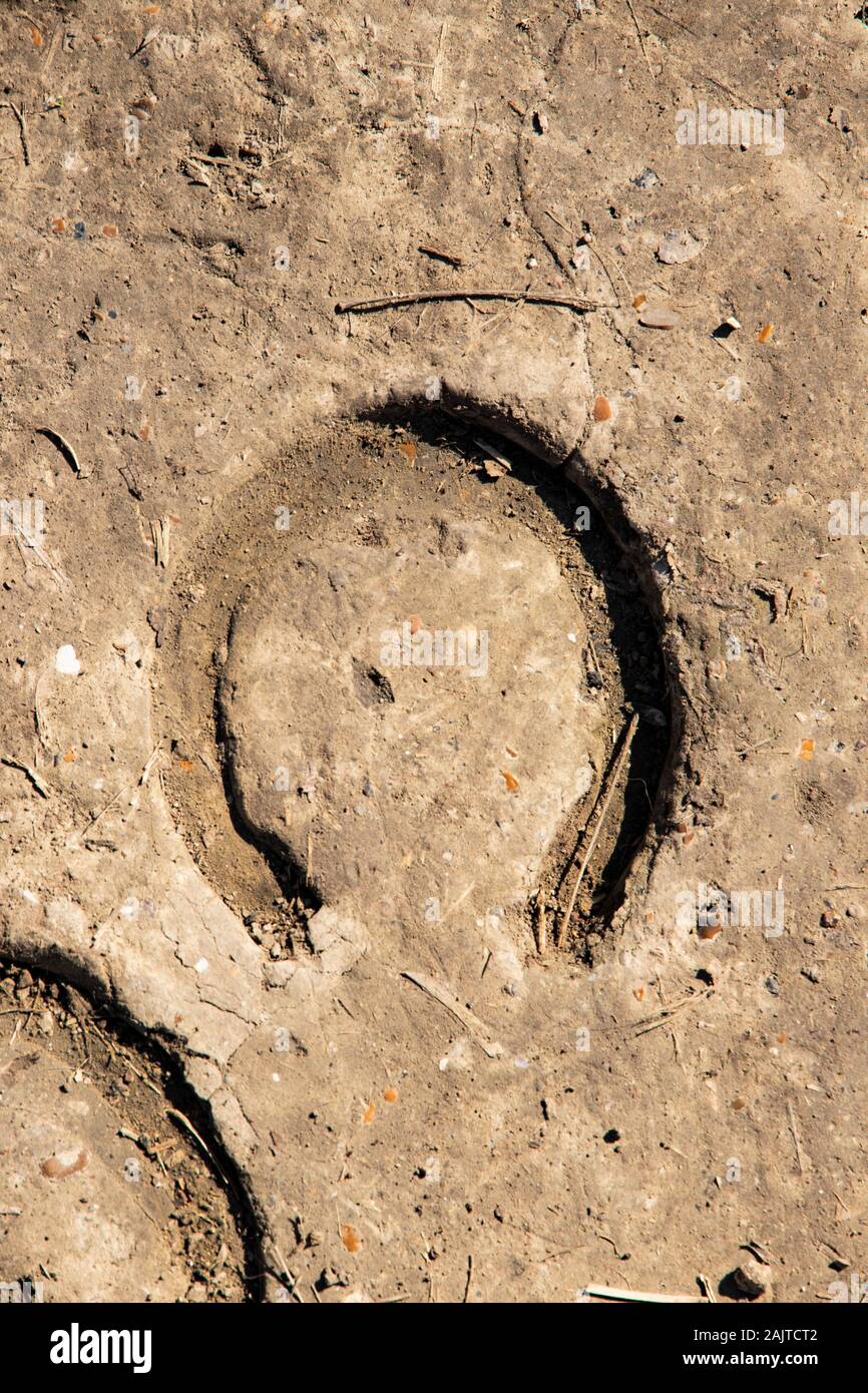 Horse Footprints