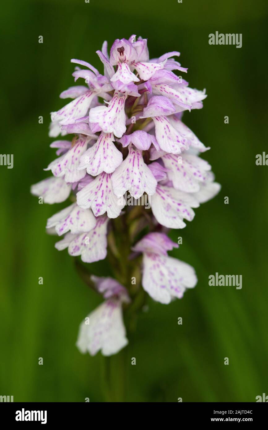 Heath Spotted Orchid (Dactylorhiza maculata) flower Stock Photo