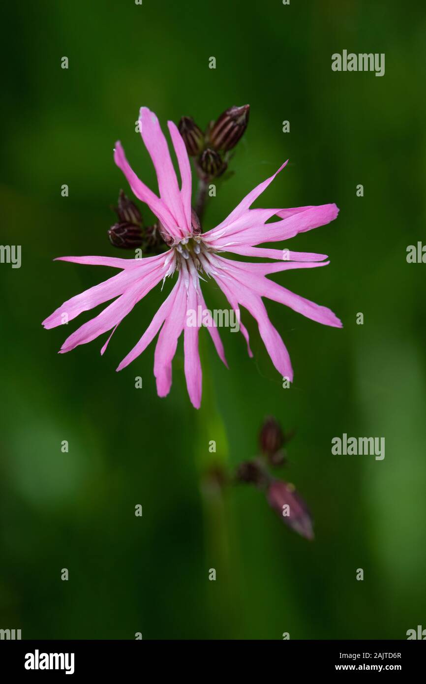 Ragged Robin (Lychnis flos-cuculi) flower Stock Photo