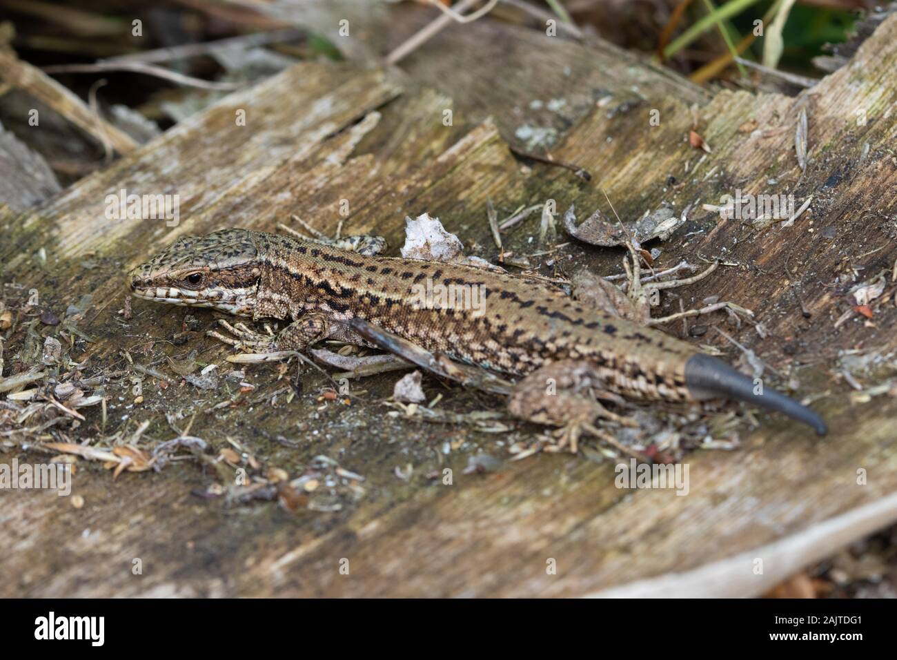 Common Wall Lizard (Podarcis muralis) with a partially regenerated tail Stock Photo