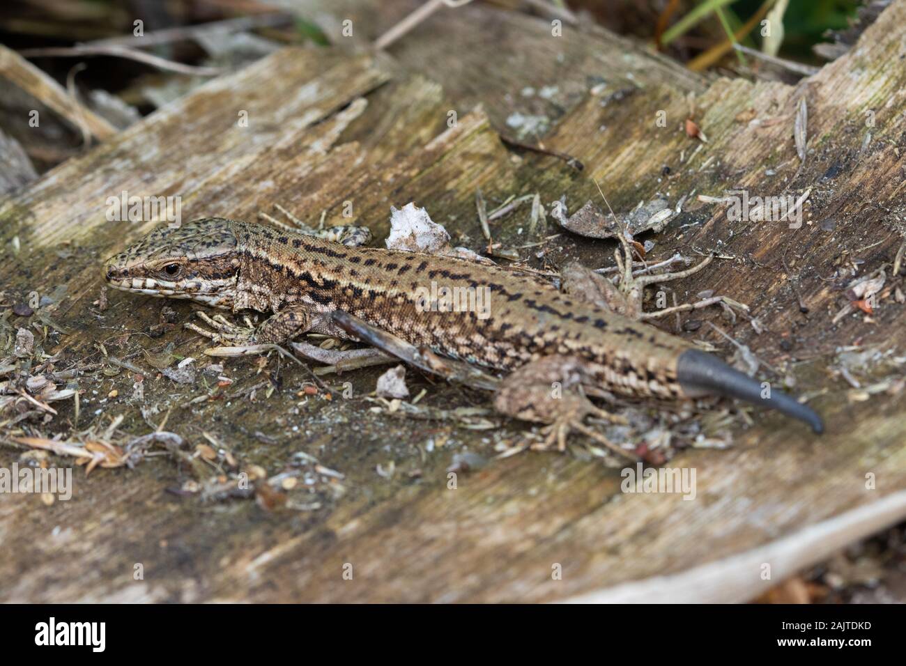 Common Wall Lizard (Podarcis muralis) with a partially regenerated tail Stock Photo