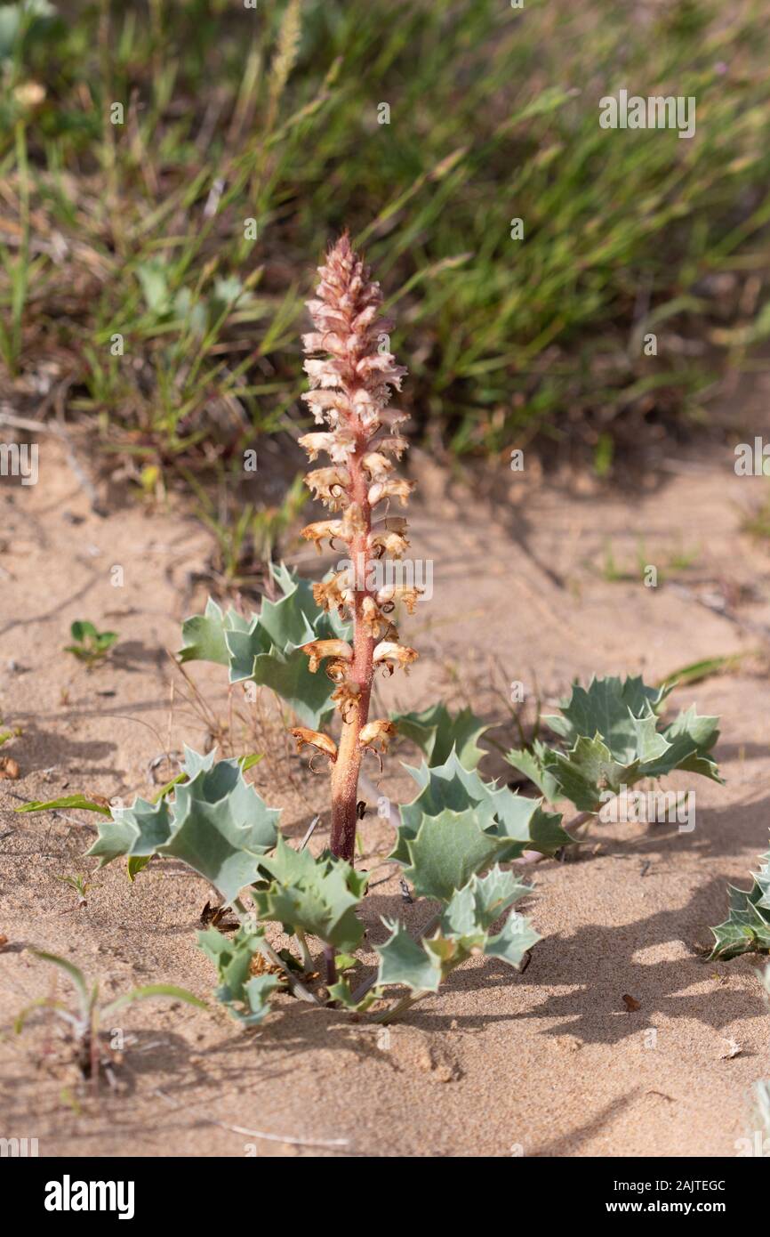 Common Broomrape (Orobanche minor) flower Stock Photo
