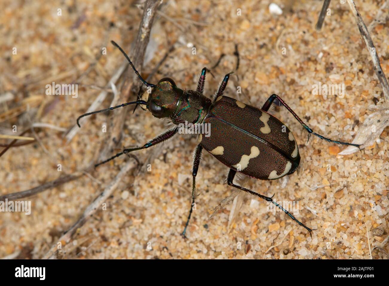 Northern Dune Tiger Beetle (Cicindela hybrida) Stock Photo