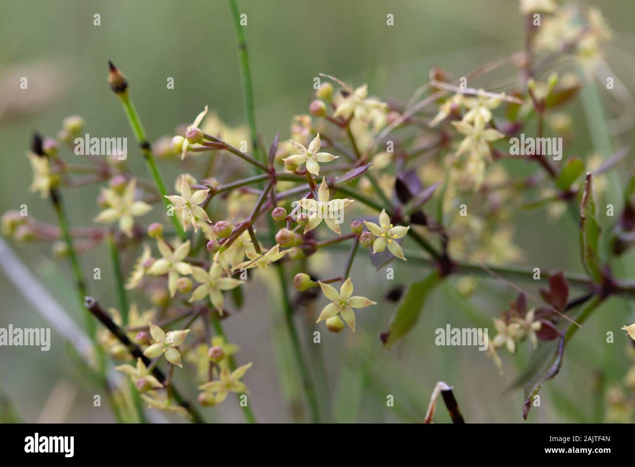 Common Wild Madder (Rubia peregrina) flowers Stock Photo