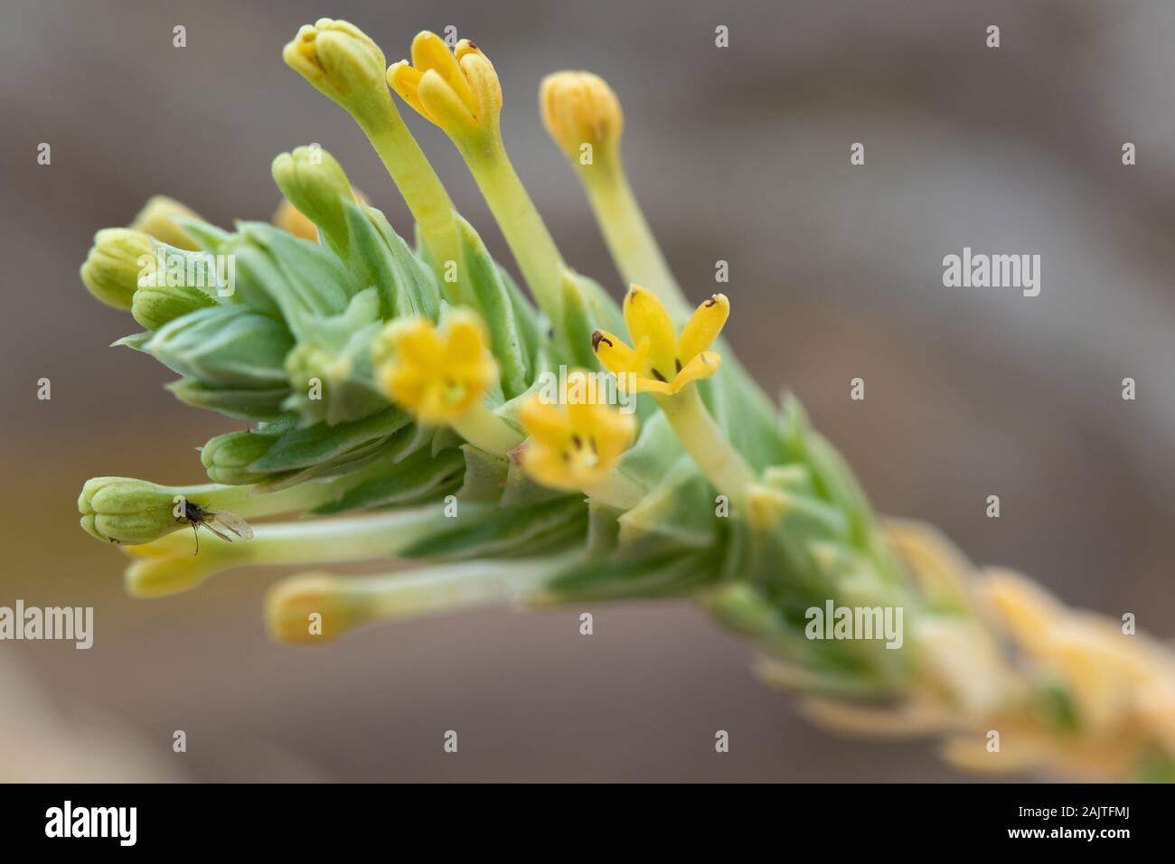 Sea Crosswort (Crucianella maritima) flower Stock Photo