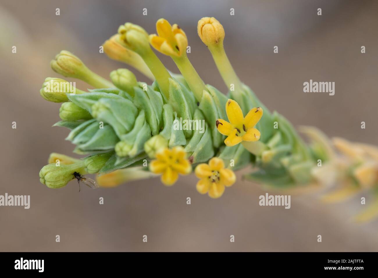 Sea Crosswort (Crucianella maritima) flower Stock Photo