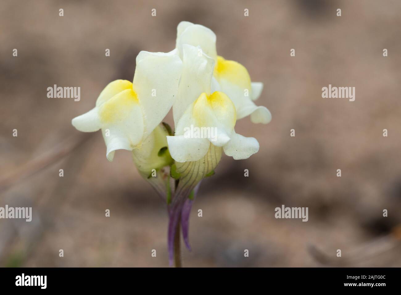 Prostrate Toadflax (Linaria supina ssp maritima) flowers Stock Photo