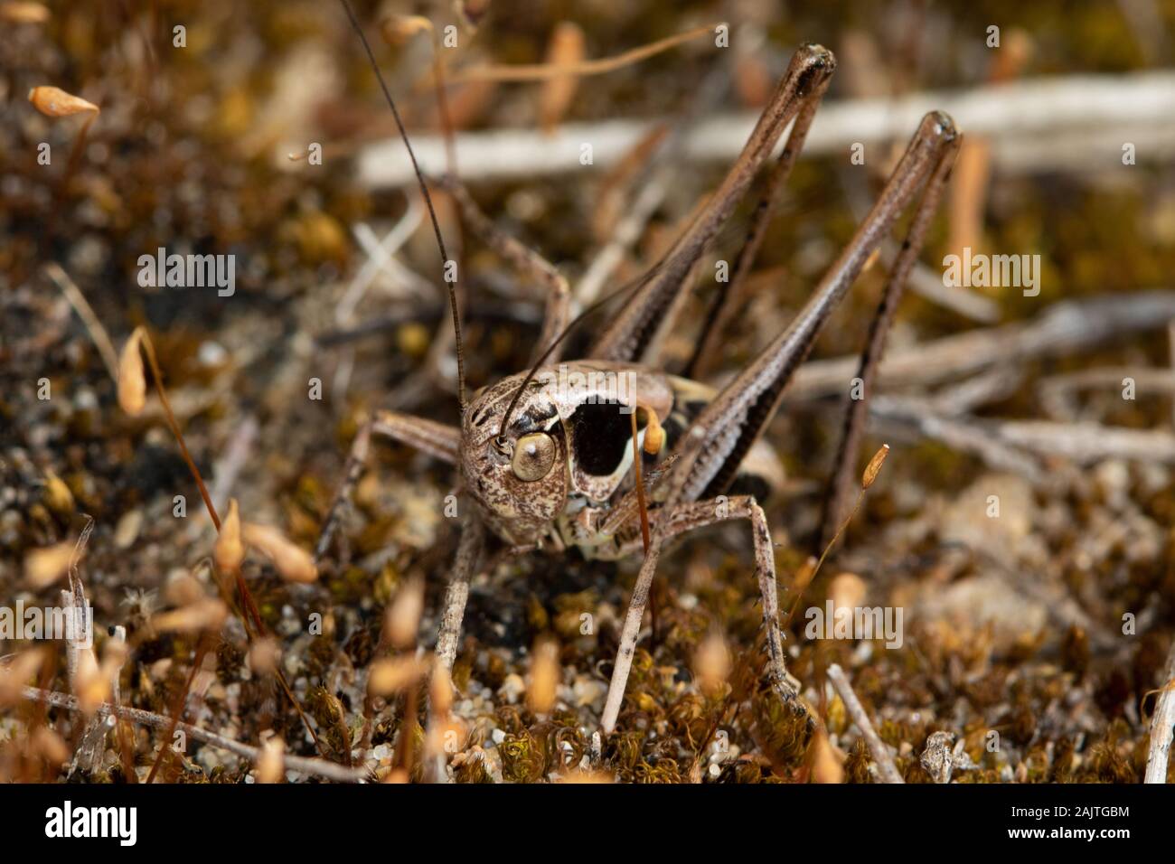 Roesel's bush-cricket (Metrioptera roeselii) Stock Photo