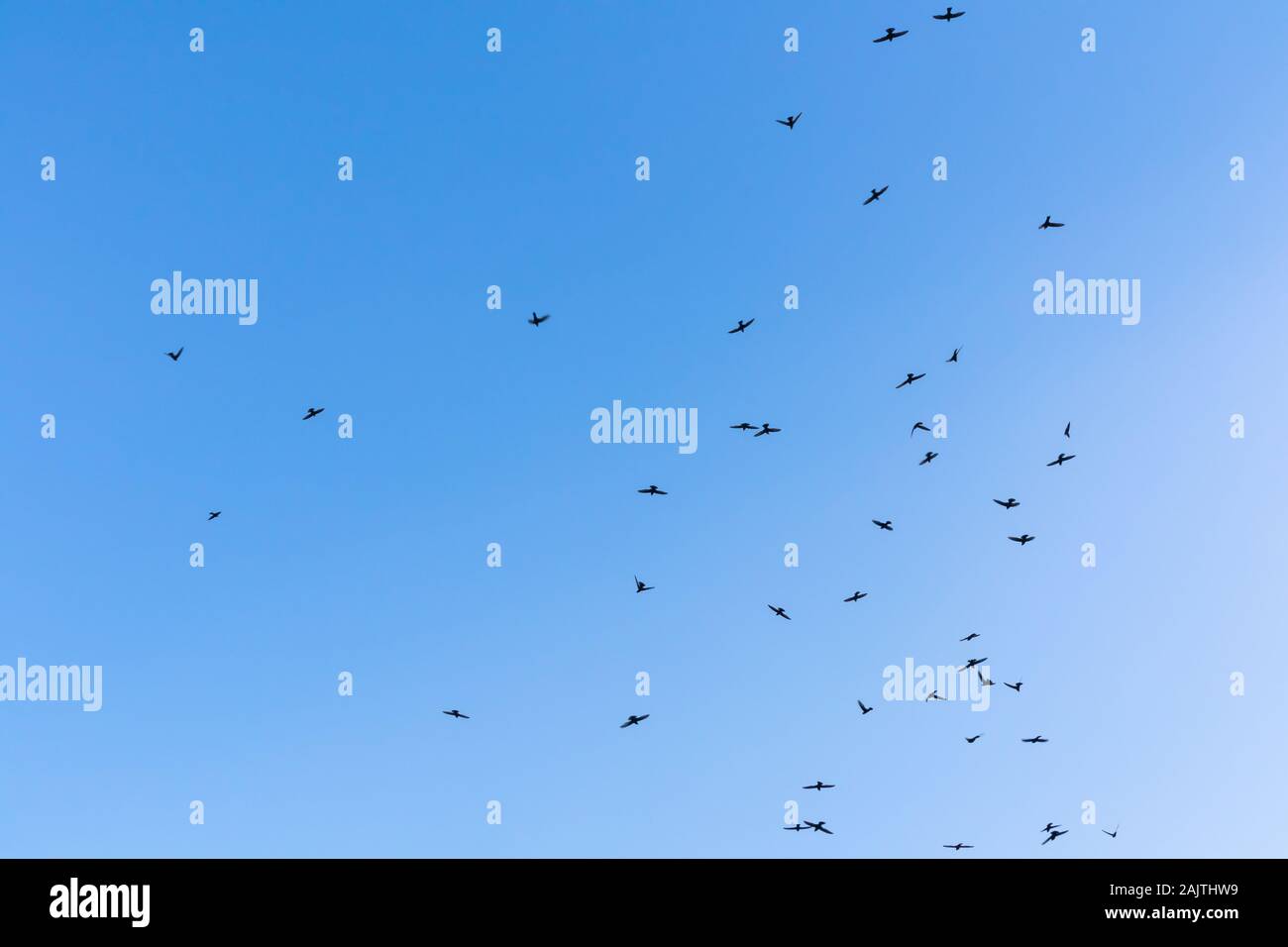 The birds is flying on blue sky, Sky background image Stock Photo - Alamy