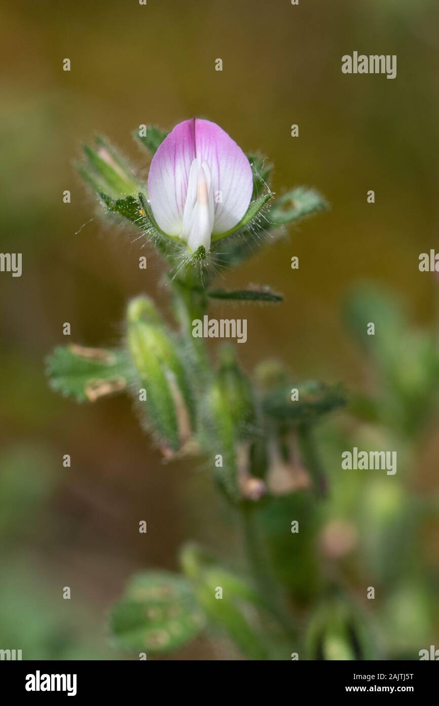 Spiny Restharrow (Ononis spinosa) flower Stock Photo