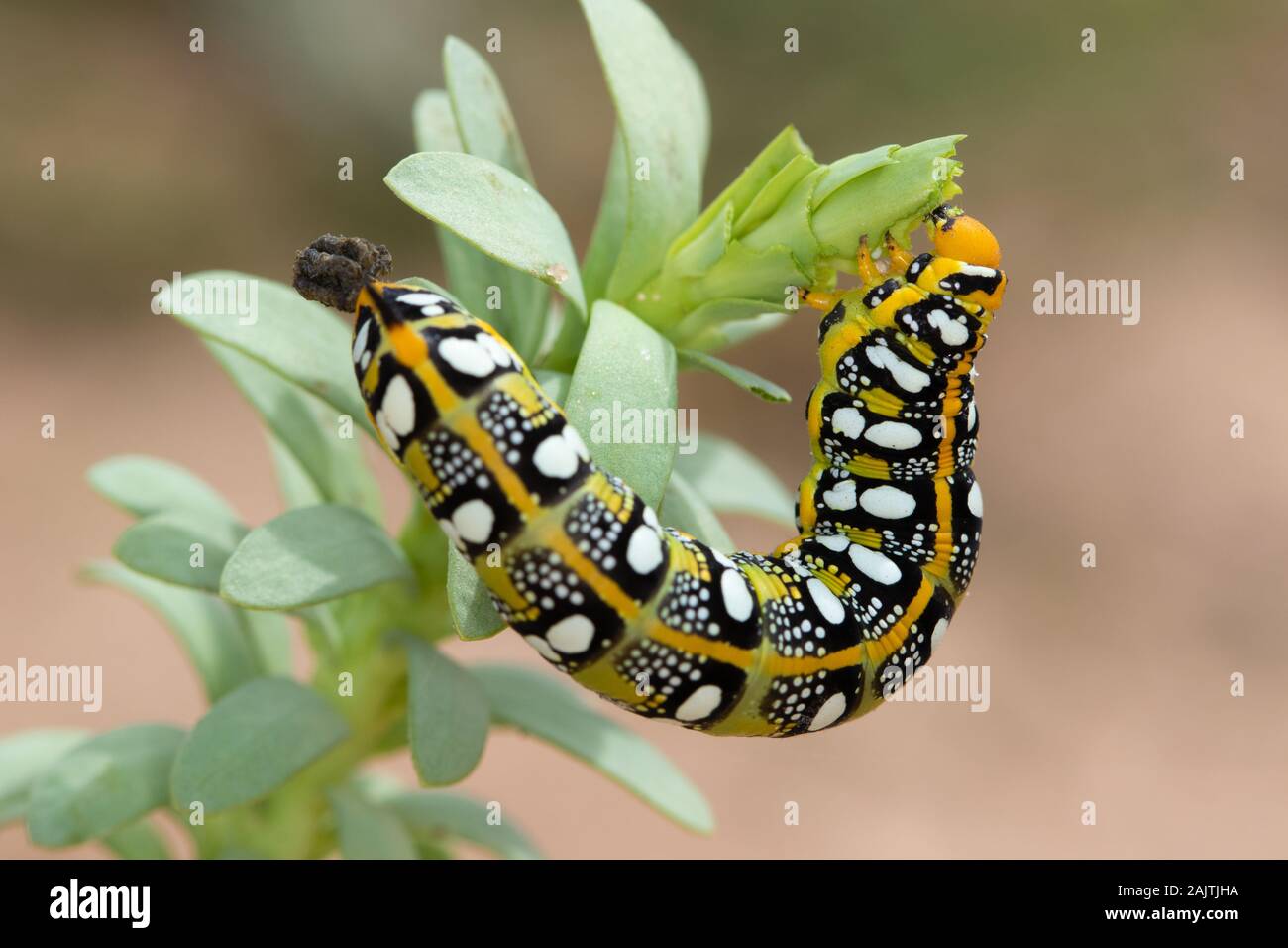 Spurge Hawkmoth (Hyles euphorbiae) caterpillar Stock Photo