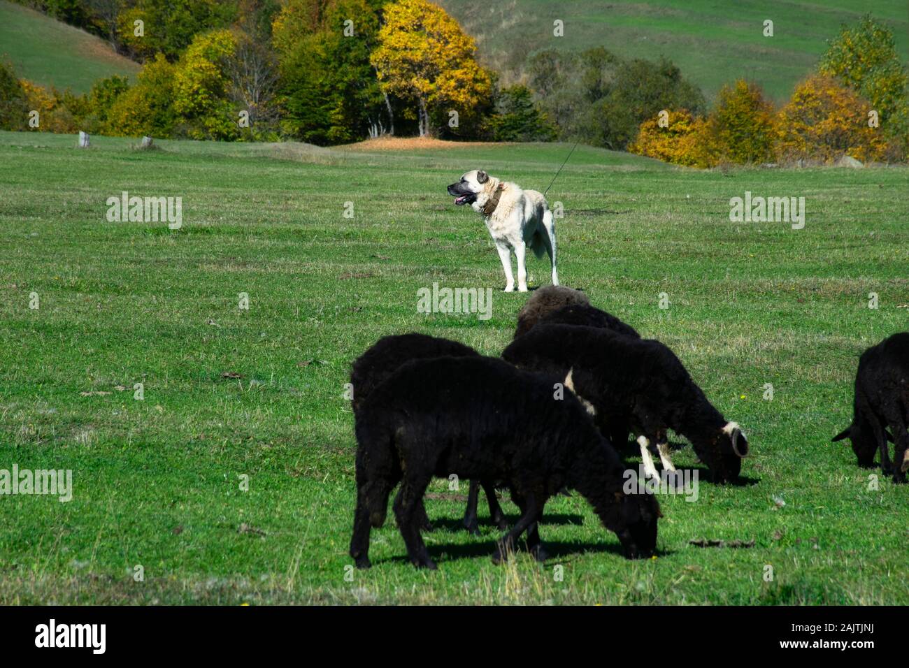 An Turkish Kangal dog works the sheep in the plateau Stock Photo