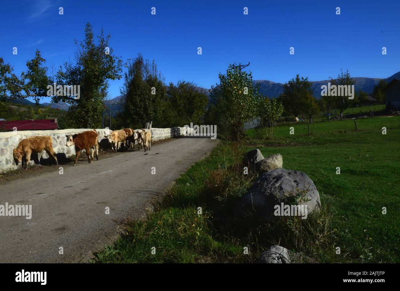 Herd cows goats walking on hi-res stock photography and images - Alamy