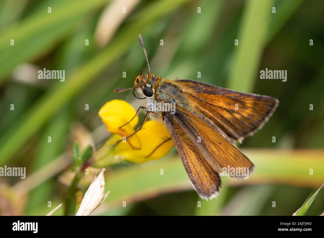 Lulworth Skipper (Thymelicus acteon) feeding on a yellow trefoil (Fabaceae) flower Stock Photo