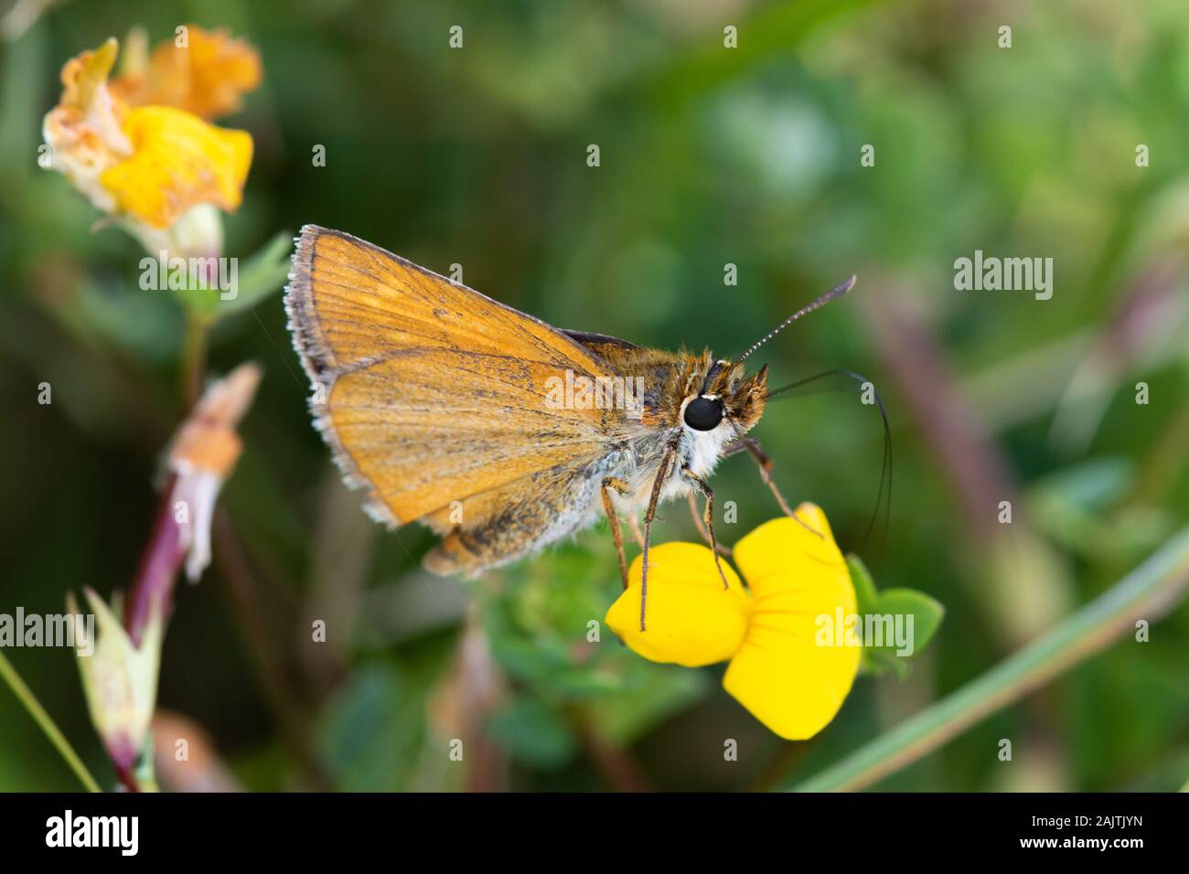 Lulworth Skipper (Thymelicus acteon) feeding on a yellow trefoil (Fabaceae) flower Stock Photo