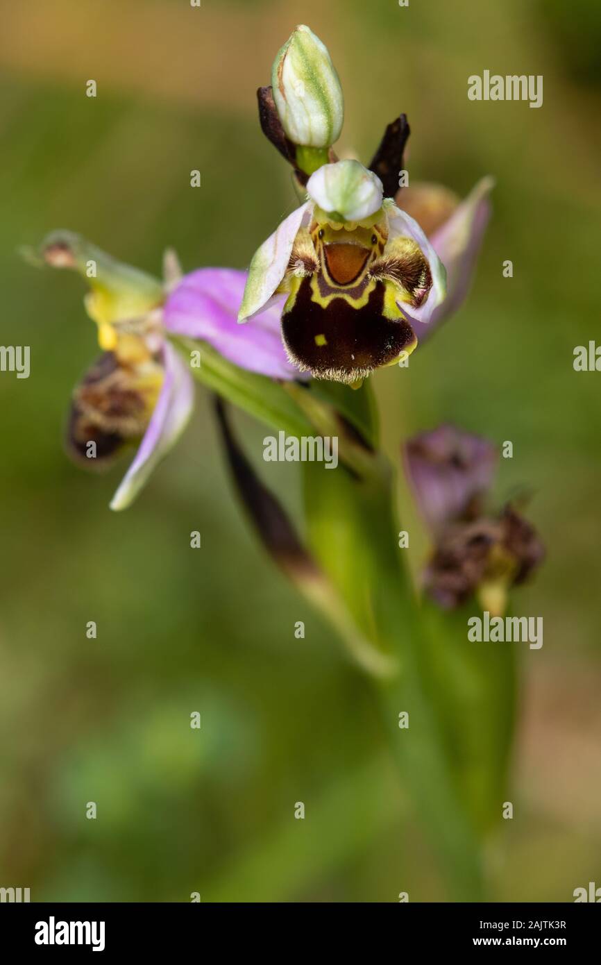 Bee Orchid (Ophrys apifera) flowers Stock Photo