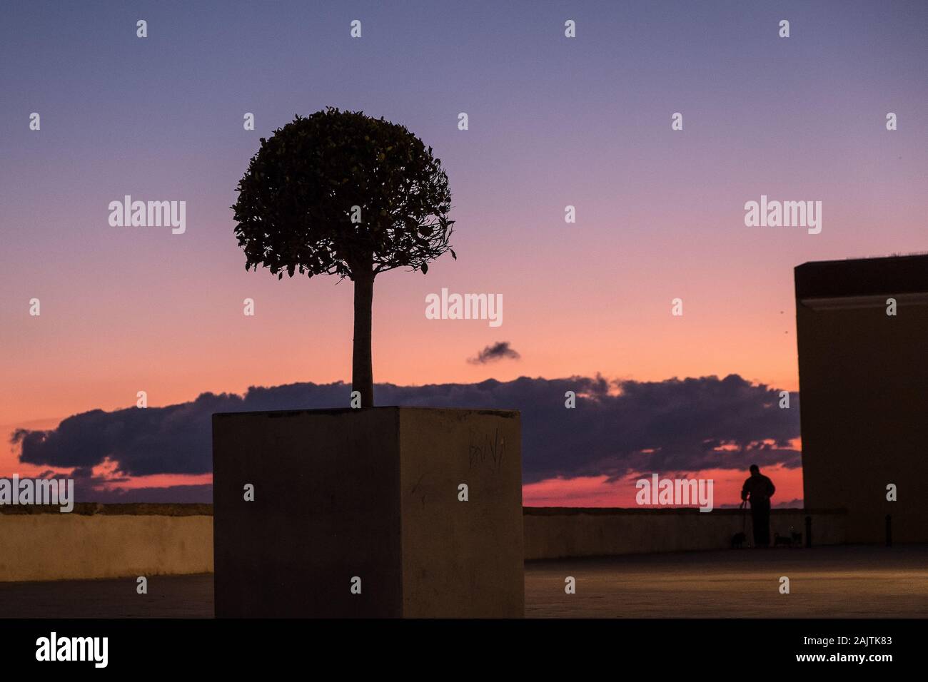 Small tree along the waterfront in Cádiz, Spain, at dusk Stock Photo