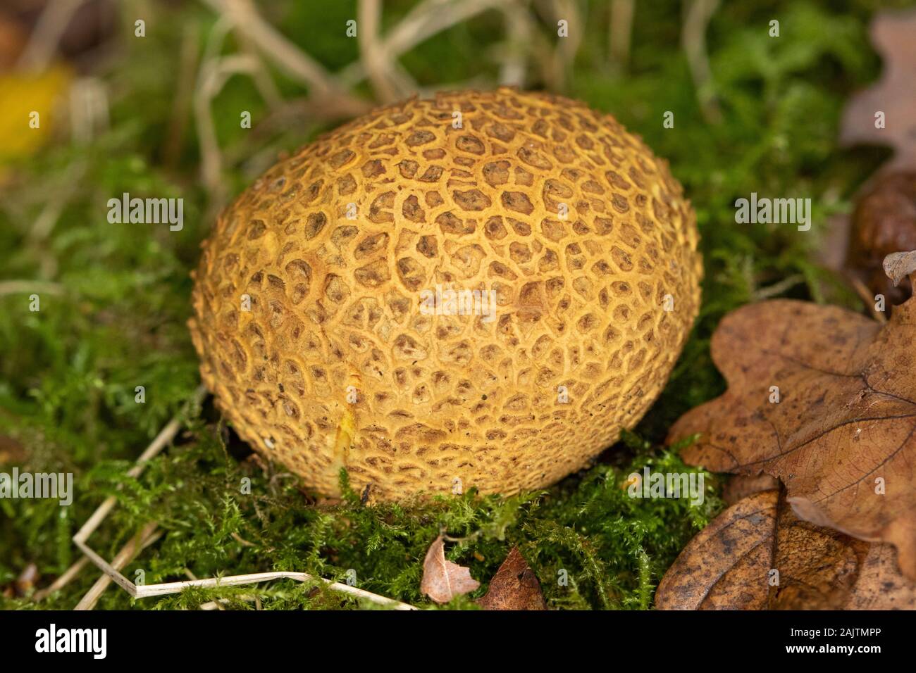 Common Earthball (Scleroderma citrinum) Stock Photo