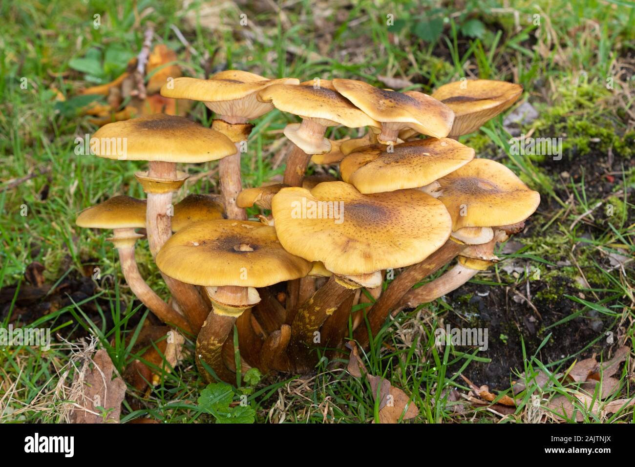 Honey Fungus (Armillaria mellea Stock Photo Alamy