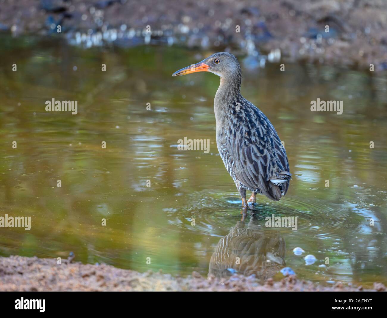 A Mangrove Rail (Rallus longirostris) foraging in mangrove swamp of Alagoas, NE Brazil. Stock Photo