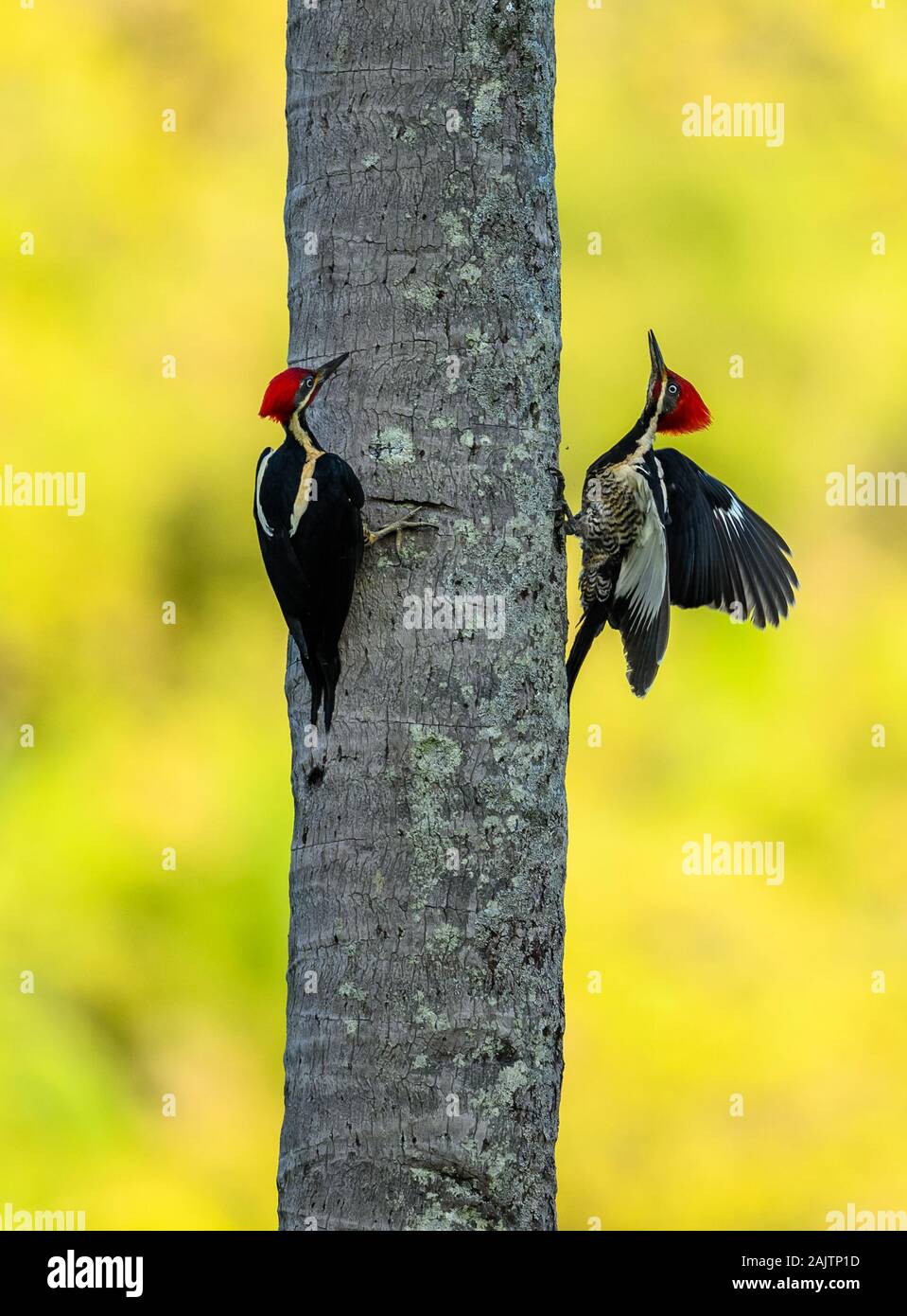 Two male Lineated Woodpeckers (Dryocopus lineatus) dueling for dominance on a palm tree. Pernambuco, Brazil. Stock Photo