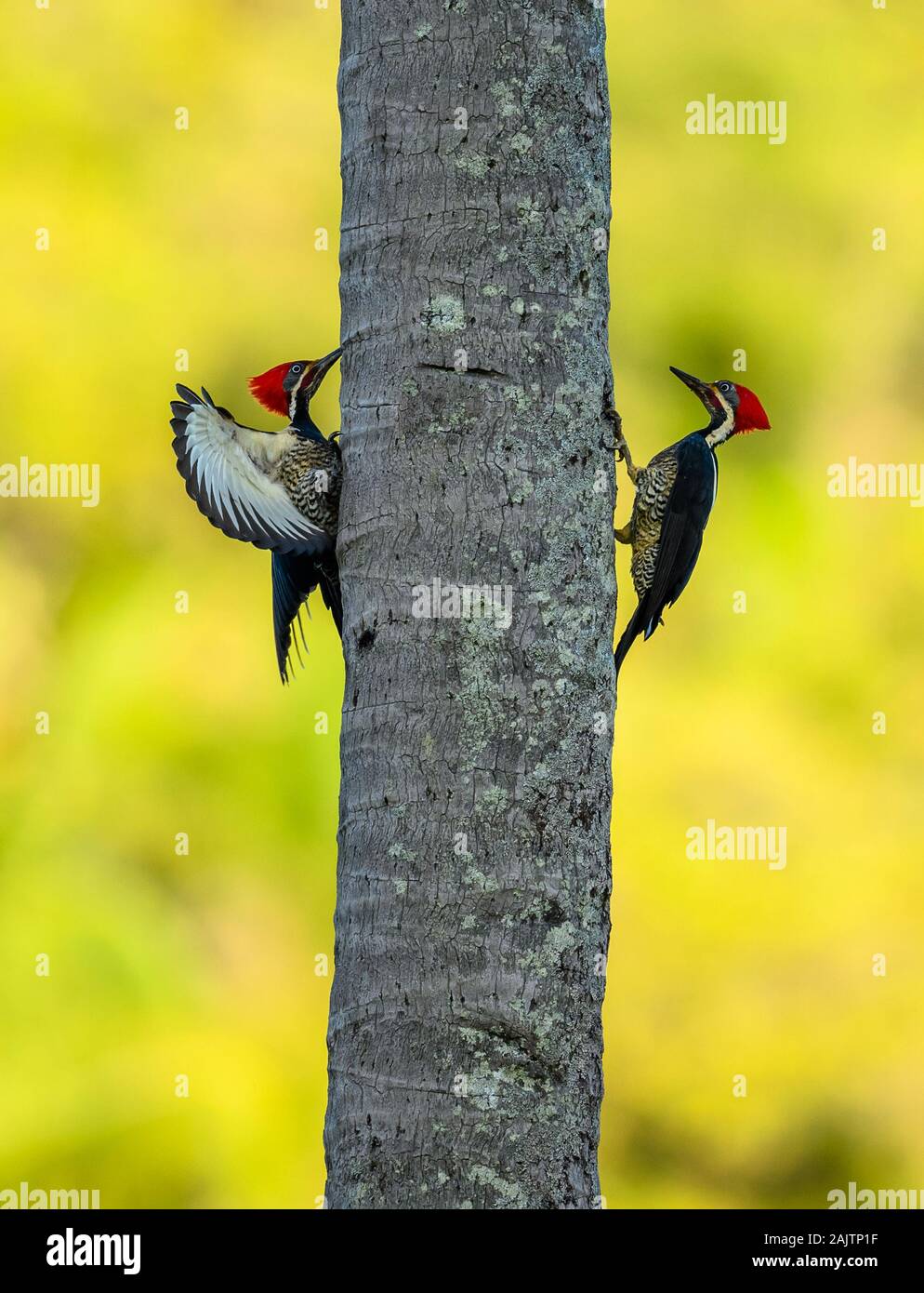 Two male Lineated Woodpeckers (Dryocopus lineatus) dueling for dominance on a palm tree. Pernambuco, Brazil. Stock Photo