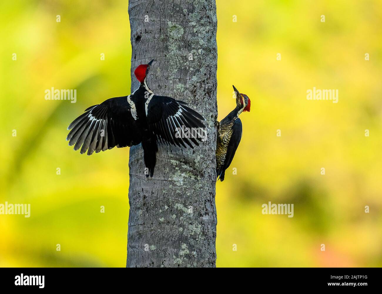 Two male Lineated Woodpeckers (Dryocopus lineatus) dueling for dominance on a palm tree. Pernambuco, Brazil. Stock Photo