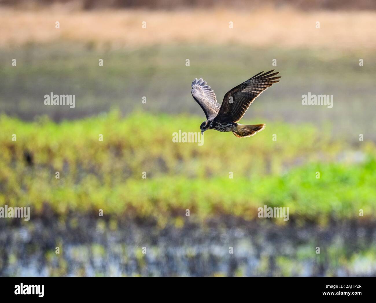 A Snail Kite (Rostrhamus sociabilis) hovering over grassland looking for prey. Ceara, Brazil. Stock Photo