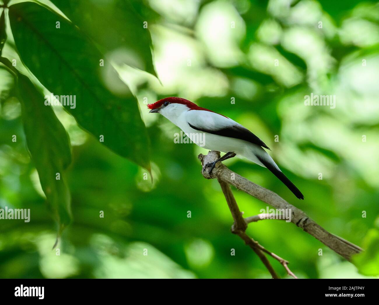Araripe Ceará fonte: c8.alamy.com Fonte: c8.alamy.com