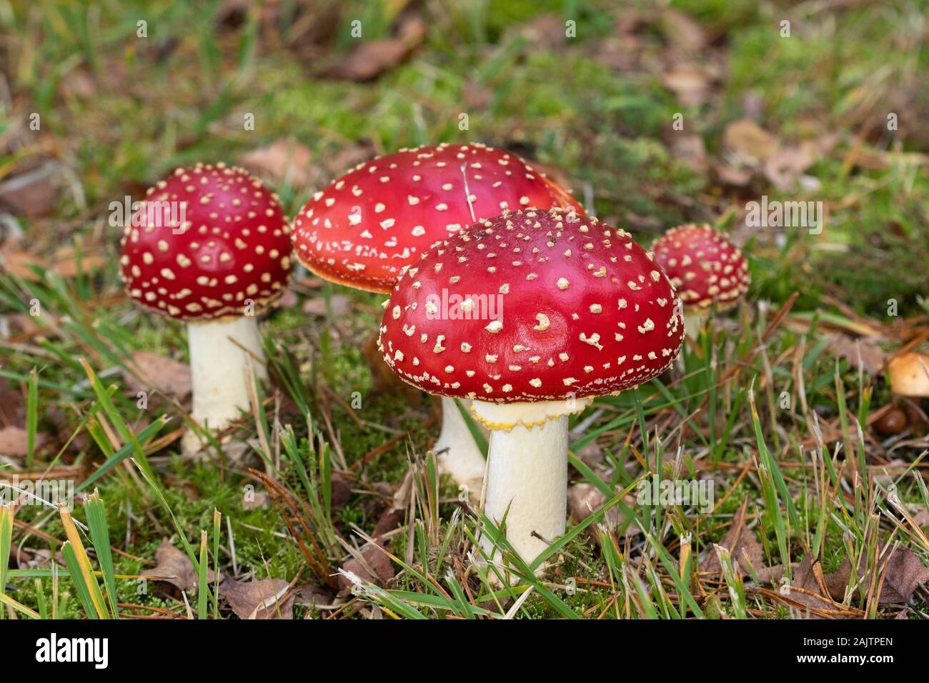 Fly Agaric (Amanita muscarina) mushrooms, the classic fairy toadstool Stock Photo