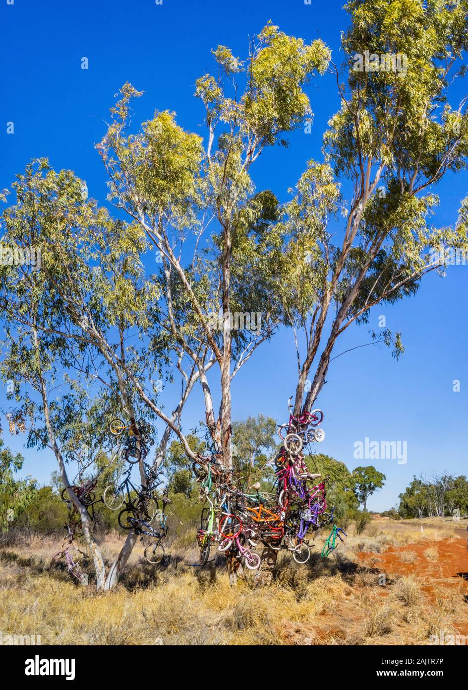 'The bicycle tree', a fine sample of outback homour at the Diamantina Developmental Road between Boulia and Mount Isa Stock Photo