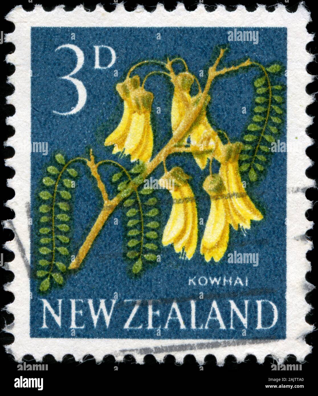 Kowhai (Sophora microphylla) Stock Photo