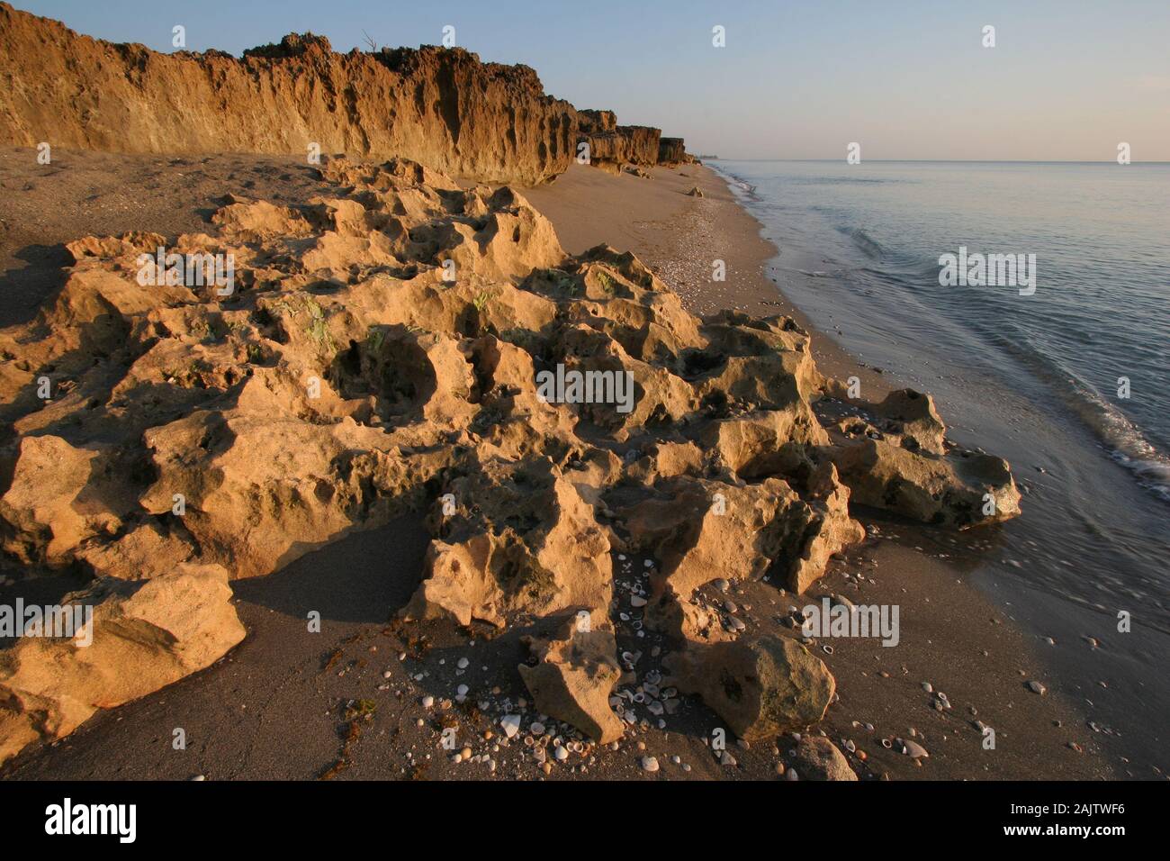 Anastasia Limestone Outcropping In Blowing Rocks Preserve On Jupiter 