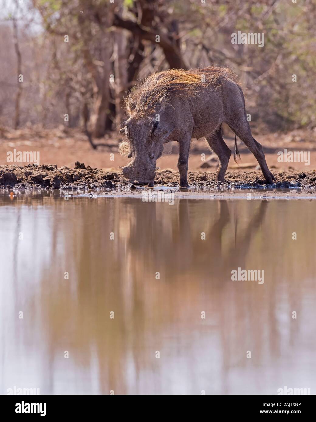 Warthog Drinking from Muddy Waterhole in Botswana, Africa Stock Photo