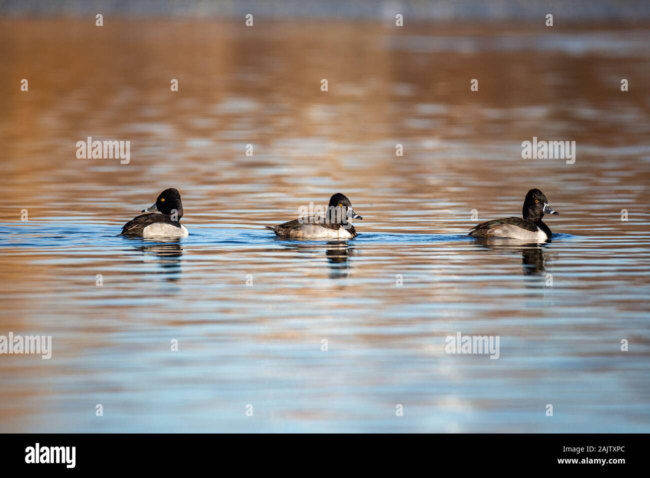 Drake Ring necked ducks ( Aythya collaris) Colorado, USA 2020 Stock Photo