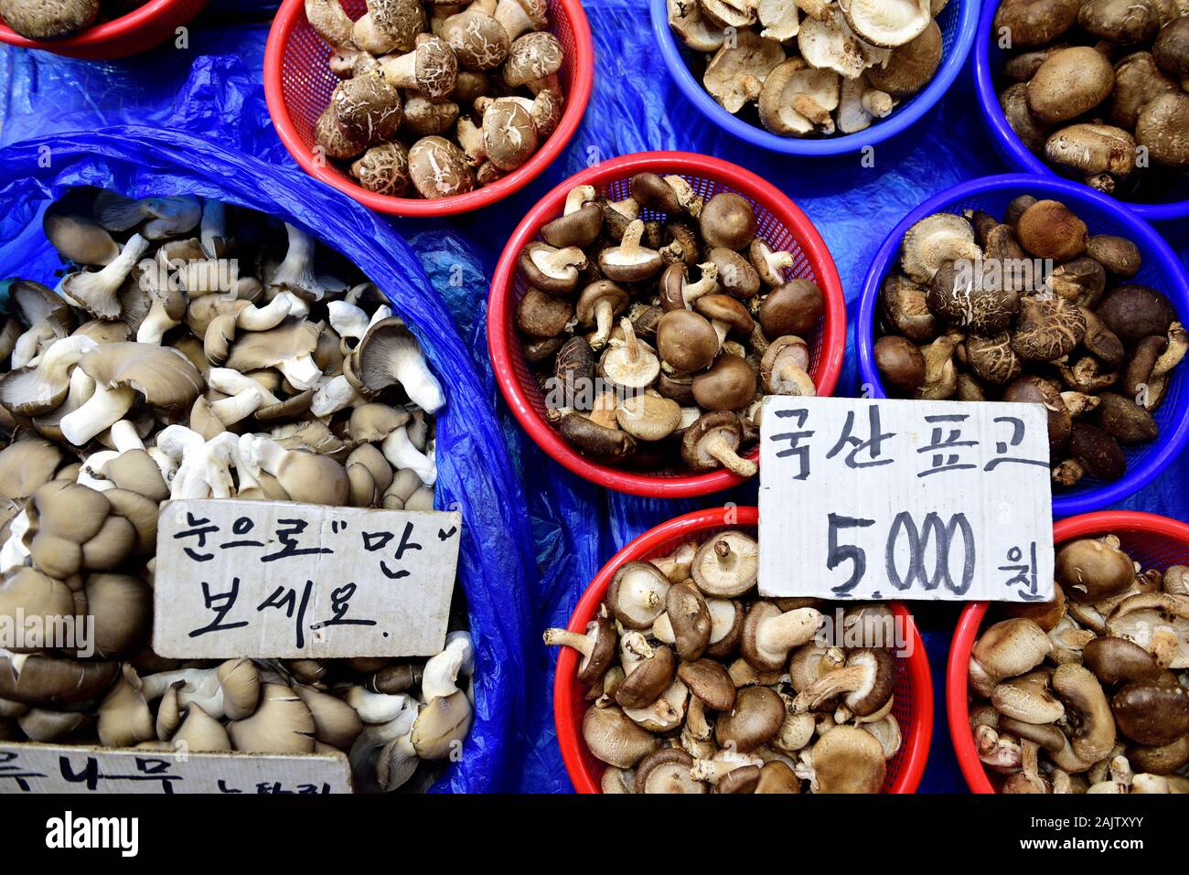 Korean Mushrooms, various fresh harvested raw locally grown organic