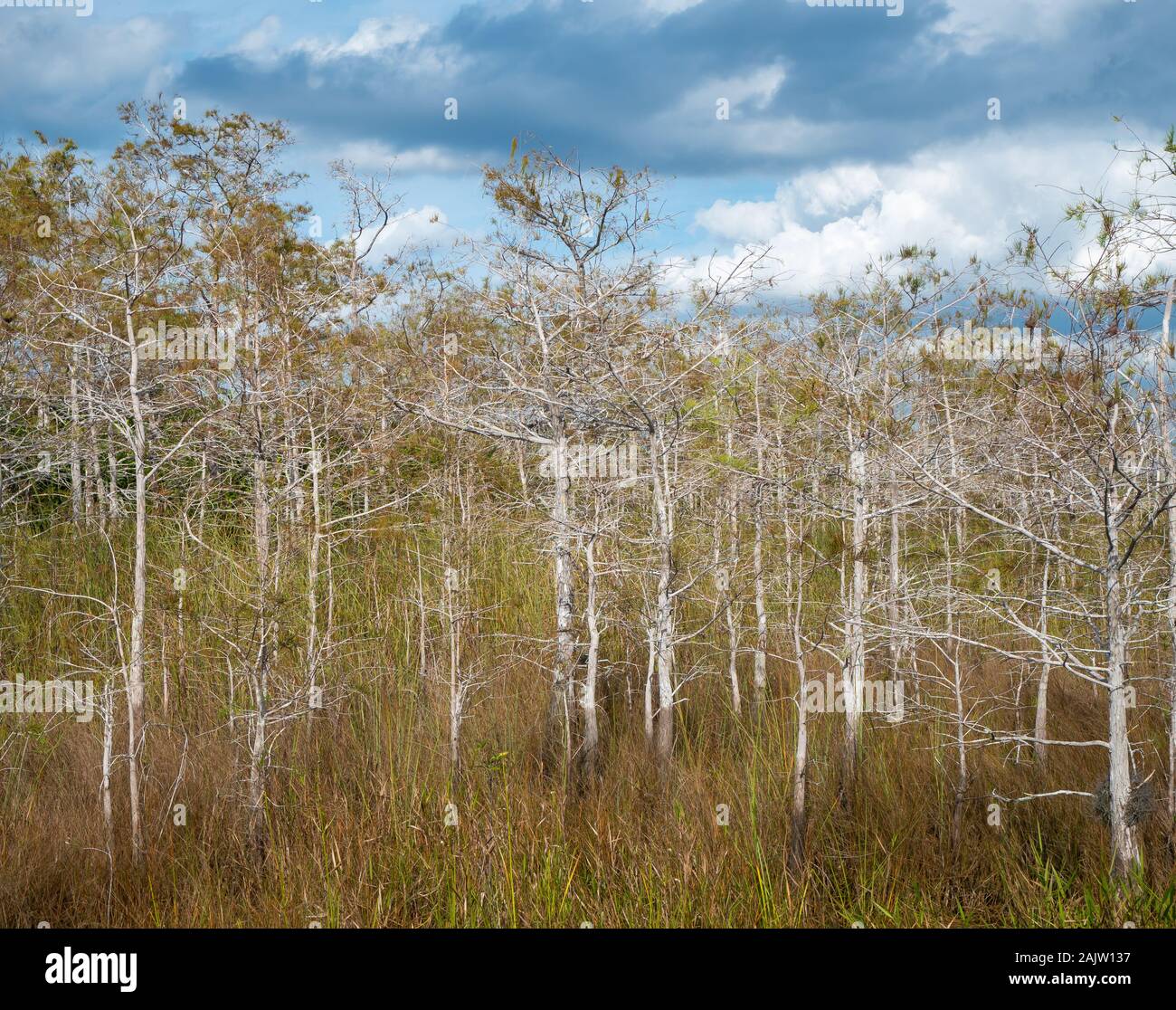 Cypress trees florida hi-res stock photography and images - Alamy