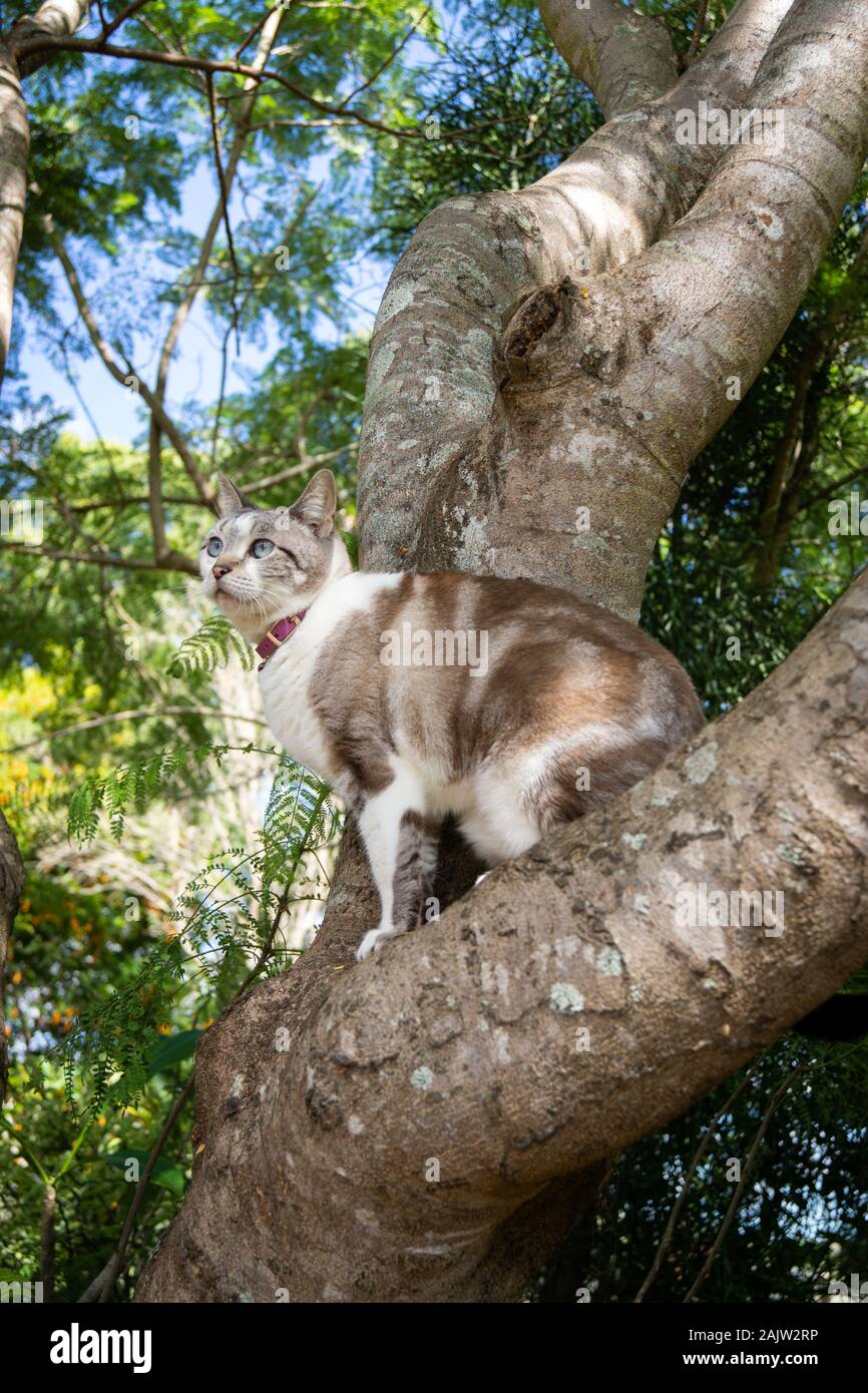 Cat in a tree Stock Photo Alamy