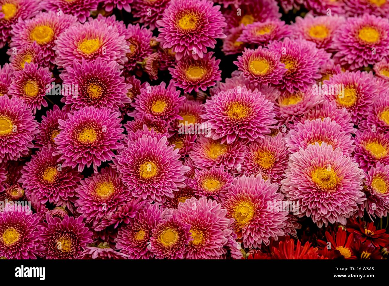 Garden ,seasonal,flower,Chrysanthemum,Uliginoum,Legislative,Assembly annual,Exhibition,West Bengal,Kolkata,India. Stock Photo