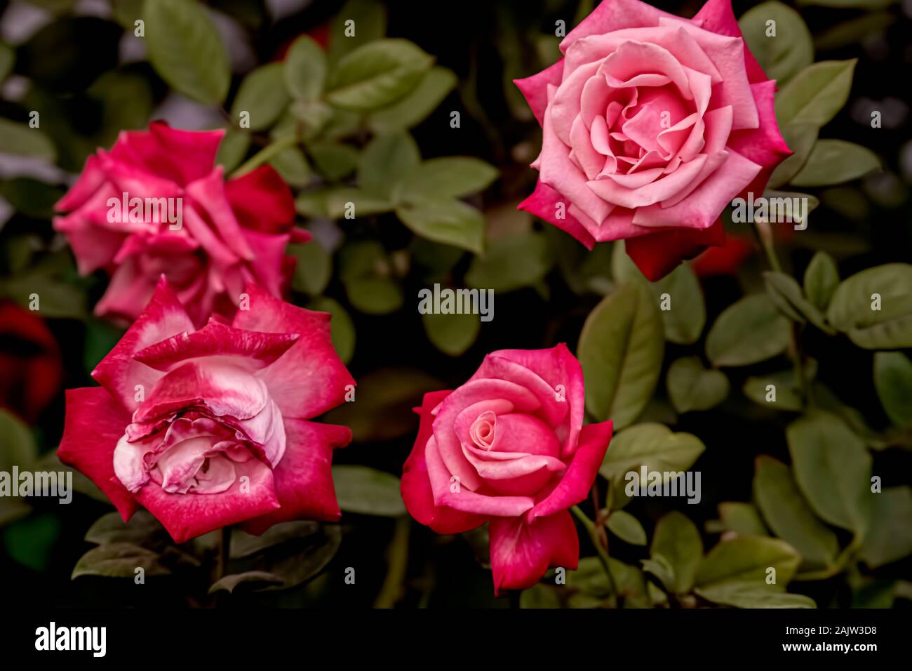 Flower-Roses,name,Keepsake,speciality,having,cottage.garden,feel,richflower,Assembly,annual,show,Kolkata,India. Stock Photo