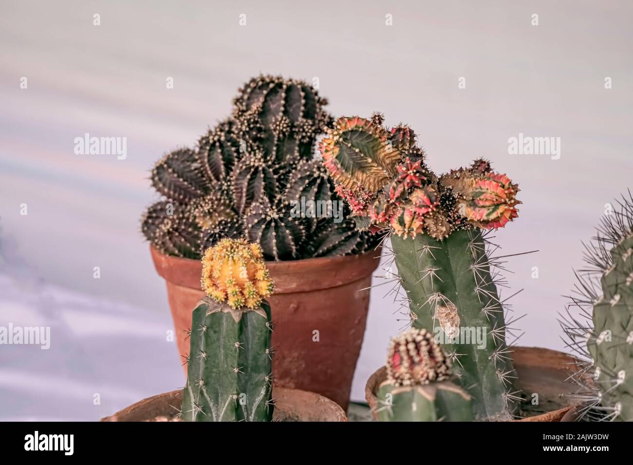 Cacti,naturally,occured,hybrids,grafted,Myrillocactus,originated,in,Mexico,now,in,India, Stock Photo