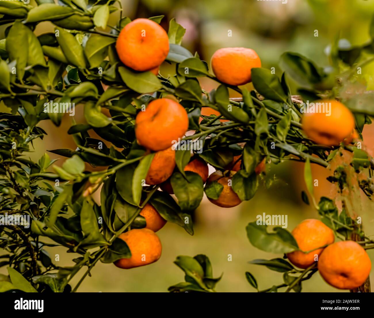 Garden ,fruit,Orange trre ,full,ripened ,fruits,in winter,Annual,exhibition,Kolkata,India, Stock Photo