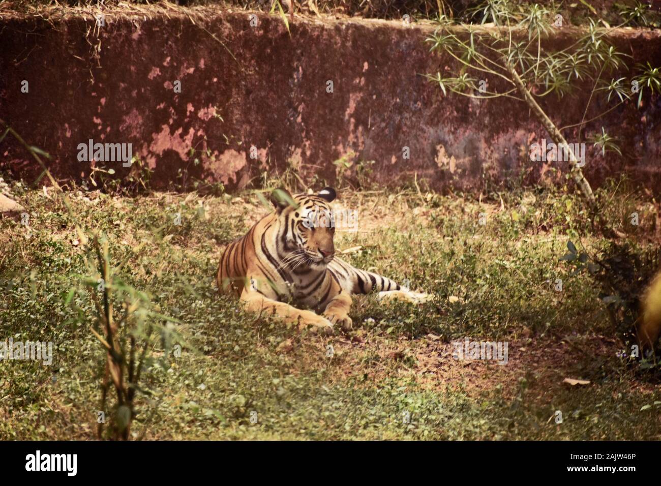Tiger jungle wallpaper hi-res stock photography and images - Alamy